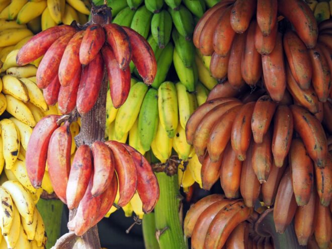Types of banana