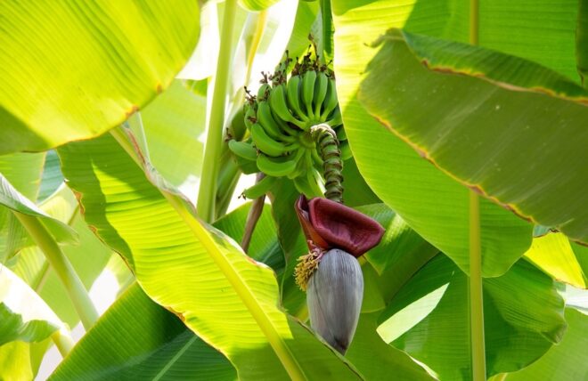 banana leaf health benefits