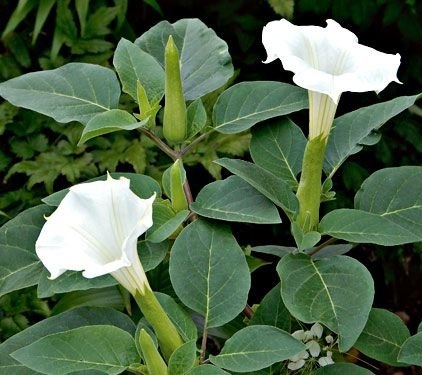 health benefits of datura plant
